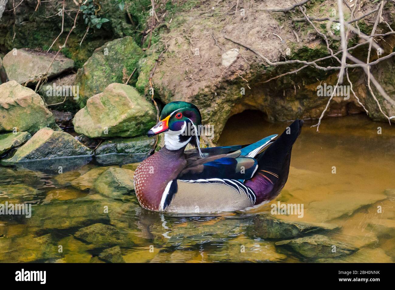 Colourful mallard duck game bird swimming in water Stock Photo