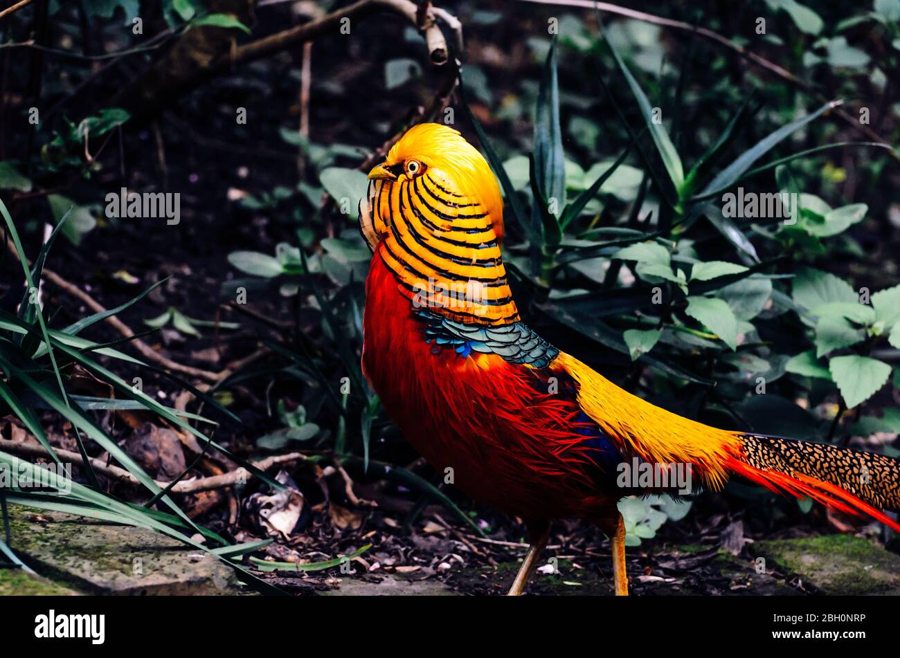 Golden pheasant (Chrysolophus pictus) at Birds of Eden Plettenberg  the world's largest free flight aviary and bird sanctuary South Africa Stock Photo