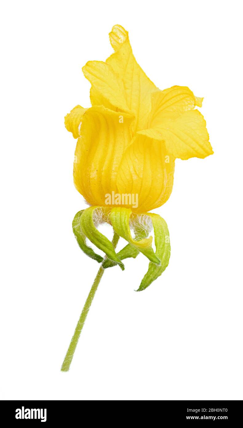 Bell Shaped Vintage Millinery Flower NE5 Bright Yellow 