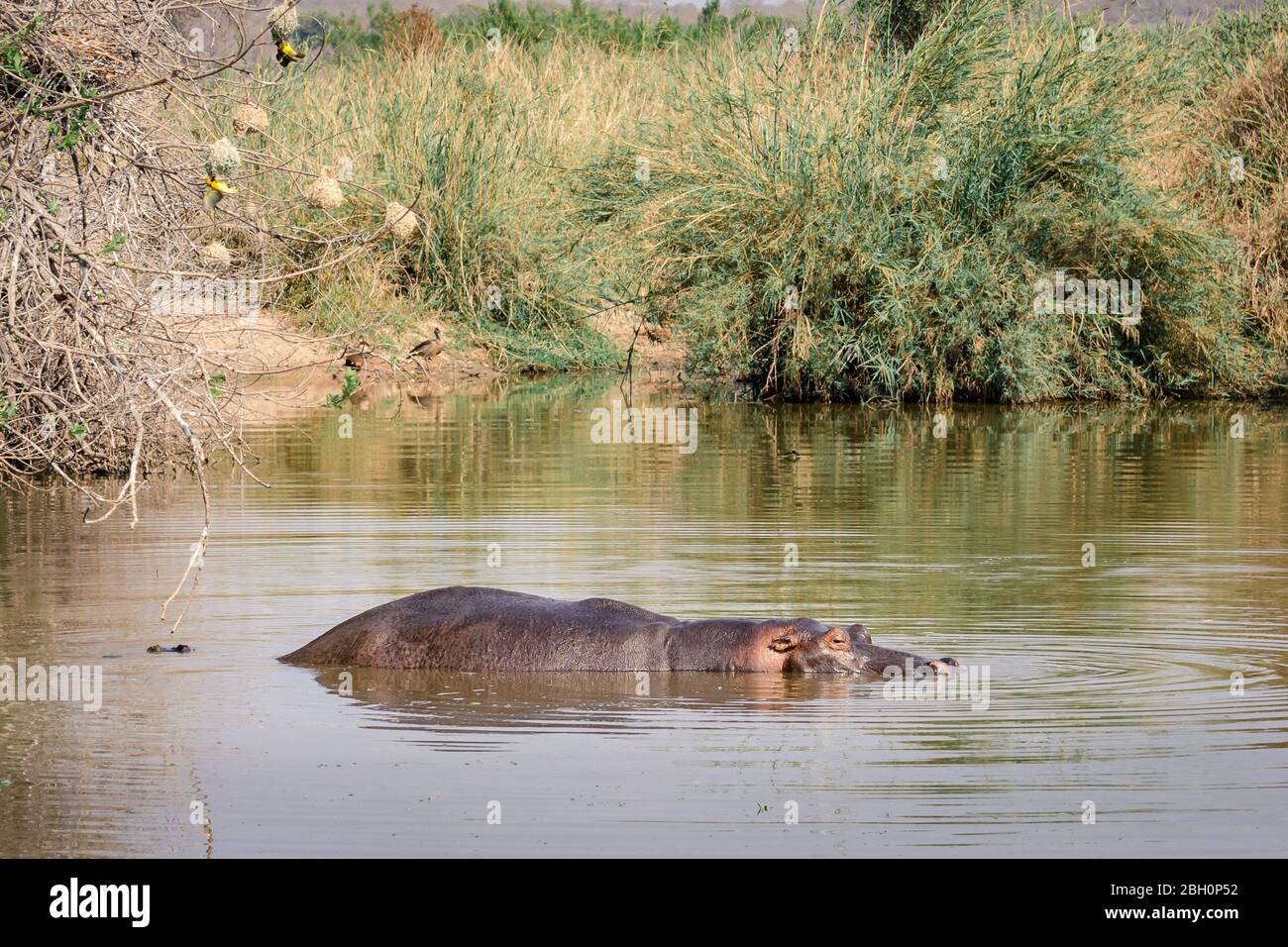Hippo, Hippopotamus amphibius submerged in water hole Kruger national park South Africa Stock Photo