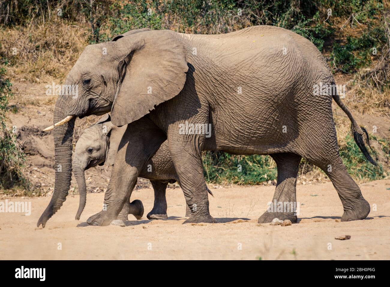 Wild bush mother elephant walking and protecting her young baby, Specie Loxodonta africana family of Elephantidae Kruger safari park South Africa Stock Photo