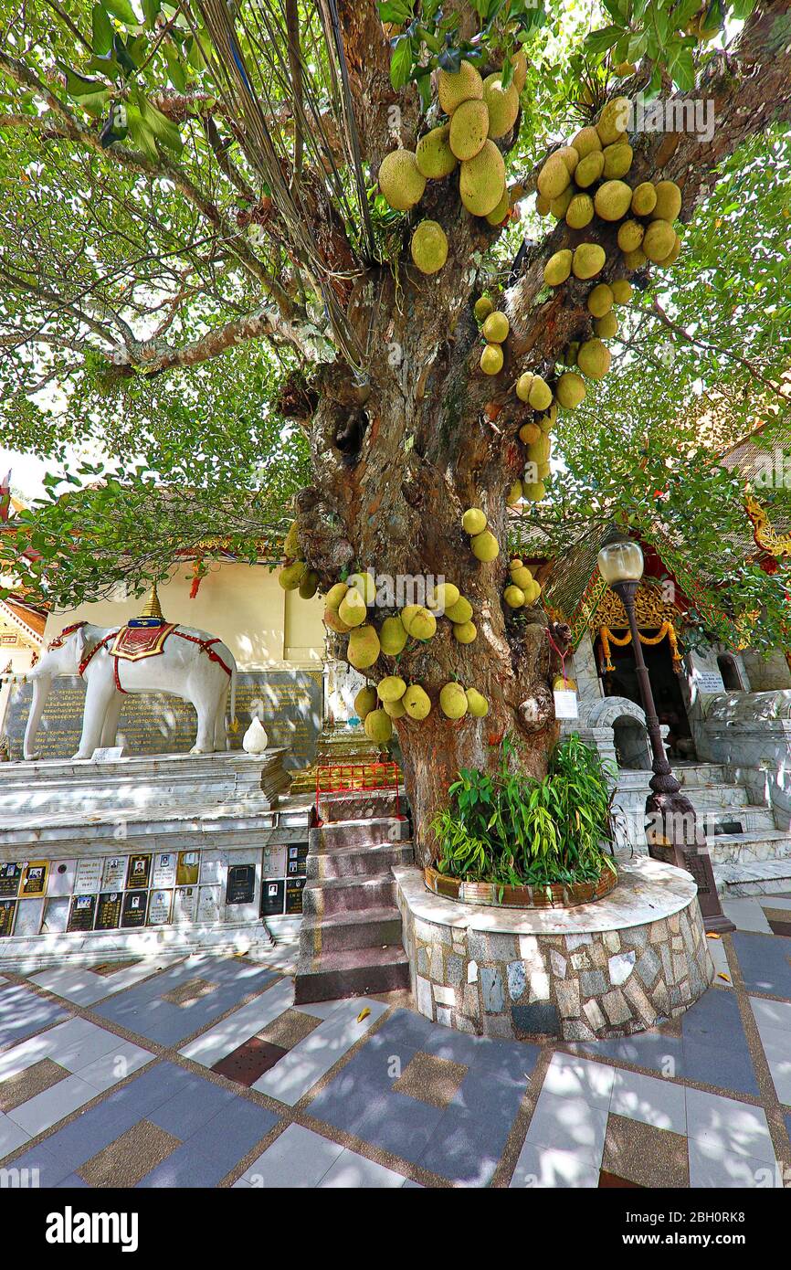Jackfruit tree in Chiang Mai, Thailand Stock Photo