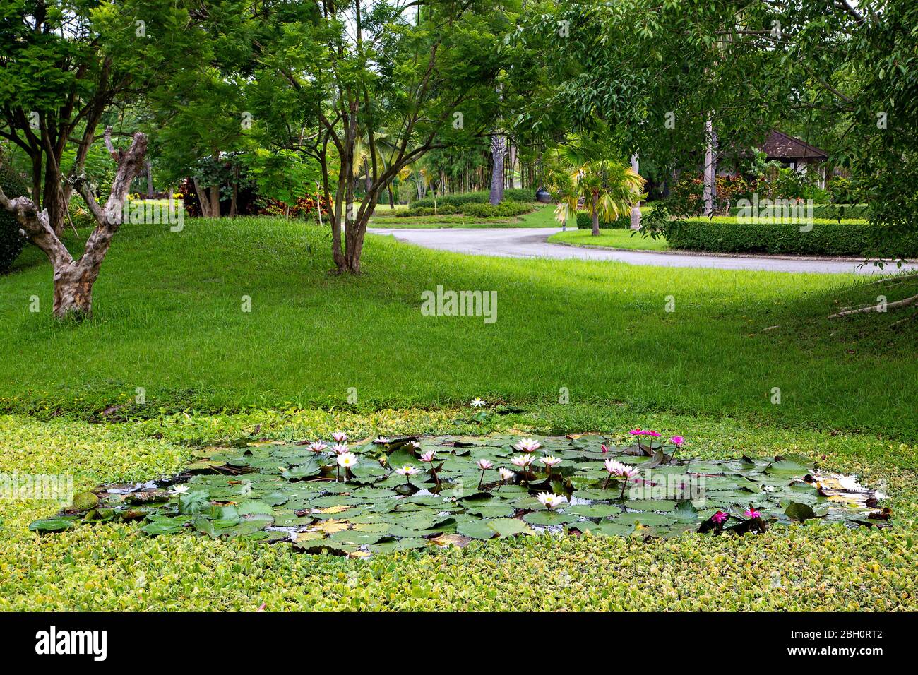 Pink and white water lilies in Chiang Mai, Thailand Stock Photo