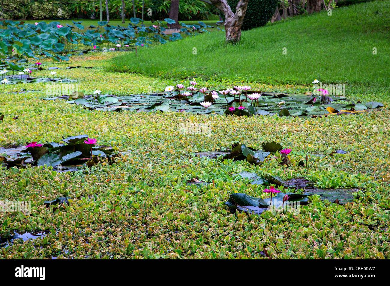 Pink and white water lilies in Chiang Mai, Thailand Stock Photo