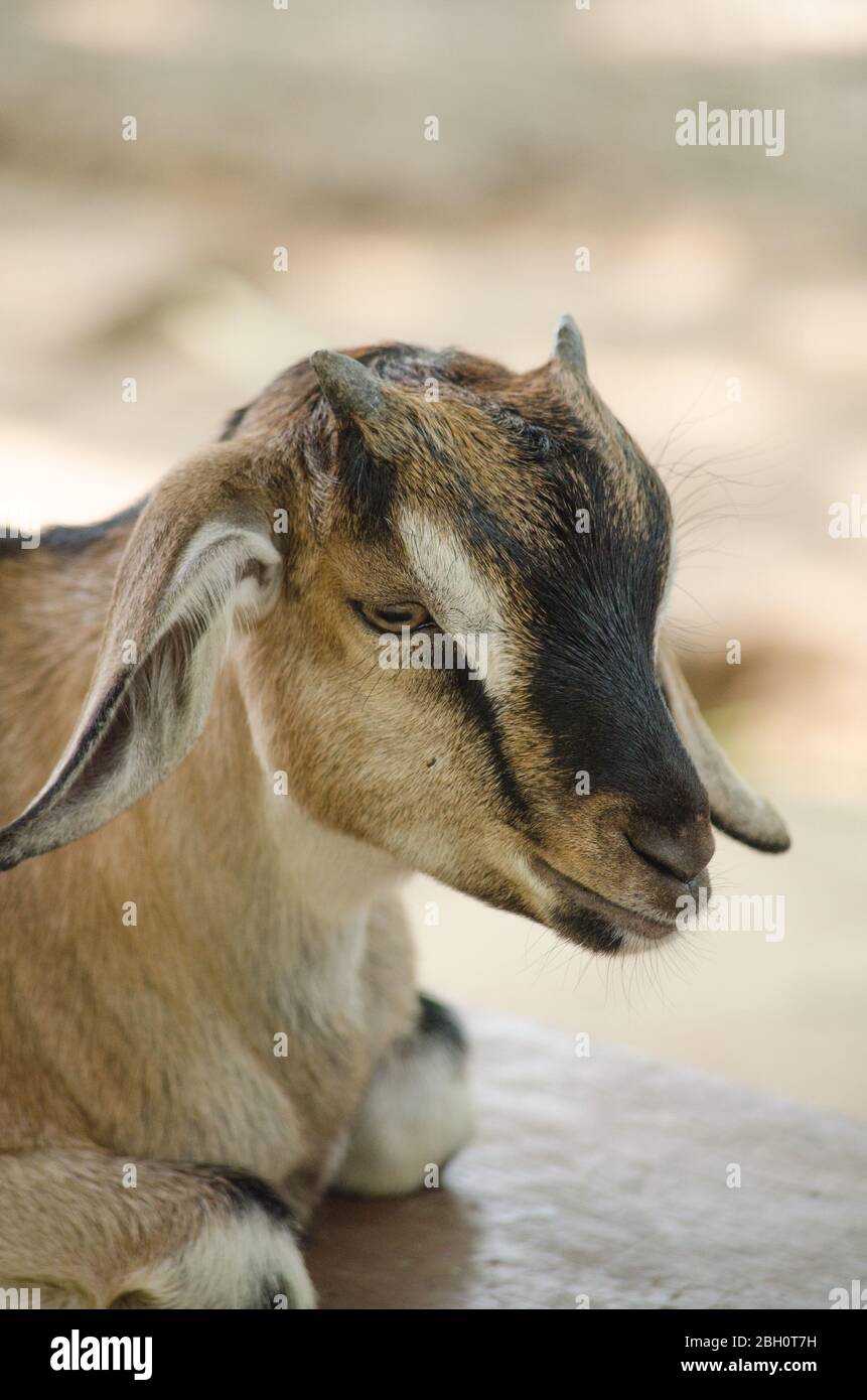 The goat is a member of the family Bovidae and is closely related to the sheep as both are in the goat-antelope Stock Photo