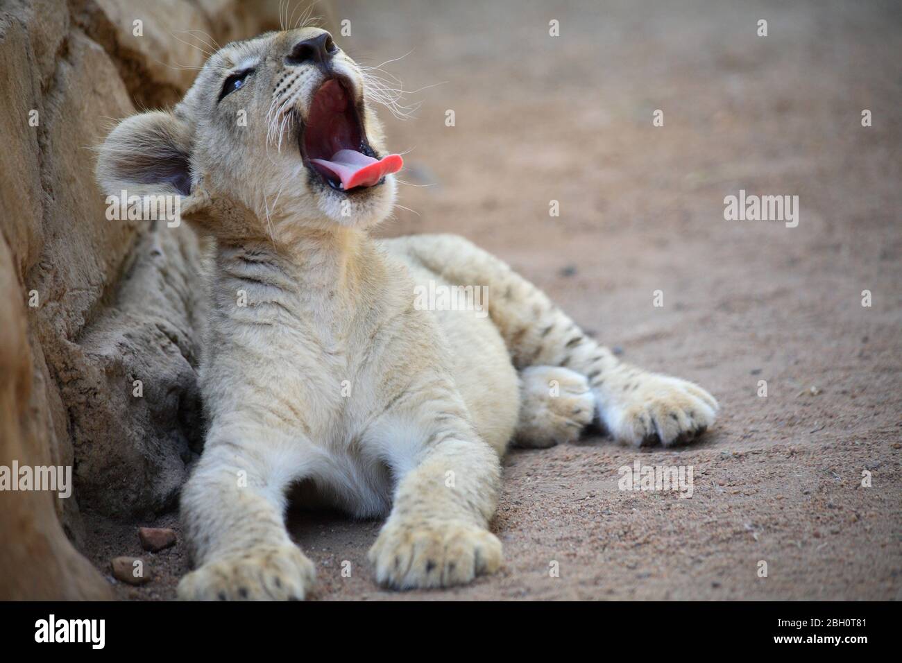 Lions cub yawns Stock Photo