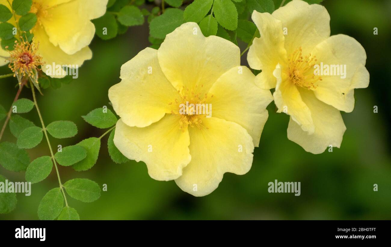 Beautiful yellow Flowers of silky rose Stock Photo