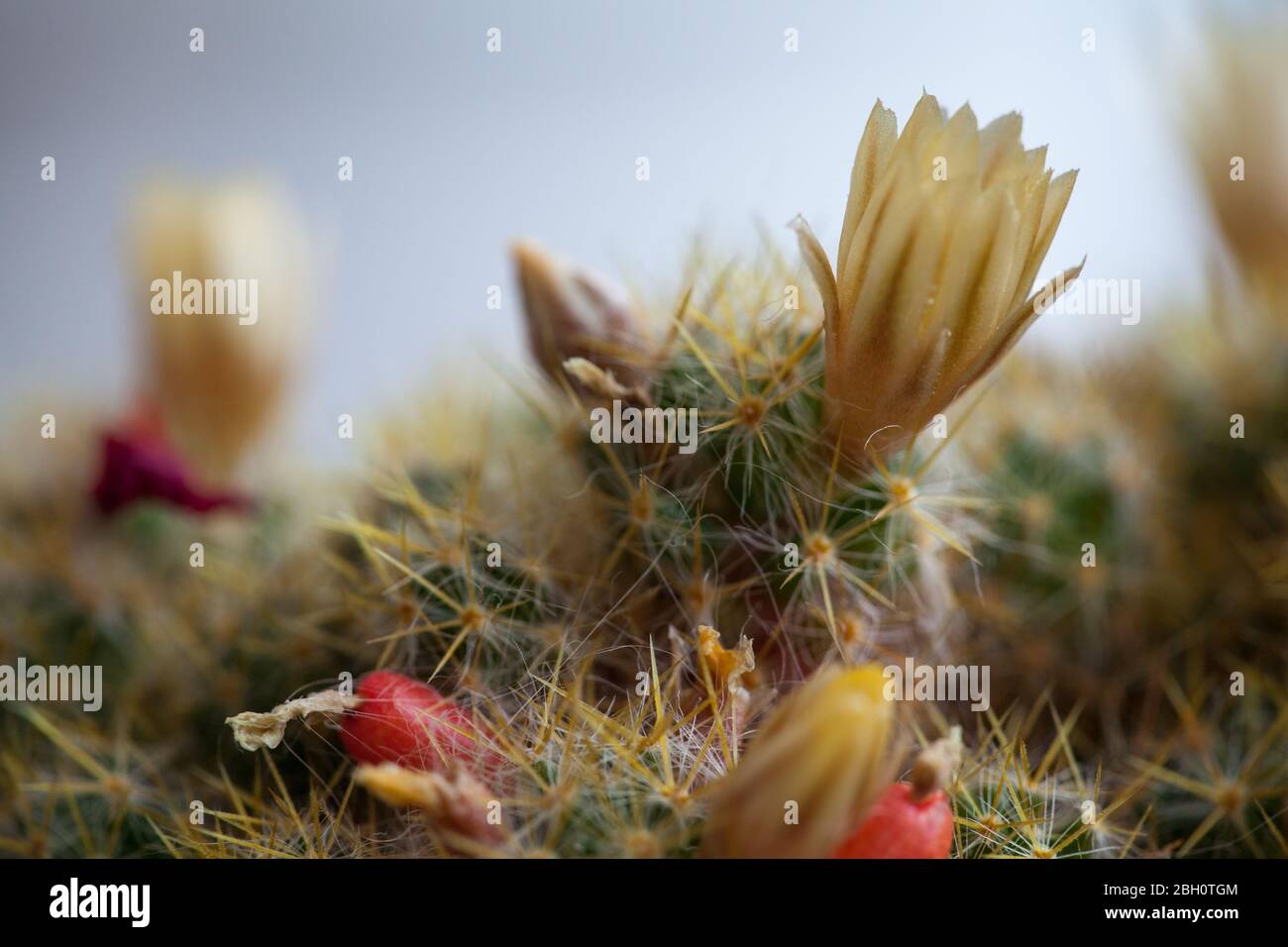 Texas nipple cactus flowers close up view. Pincushion cactus