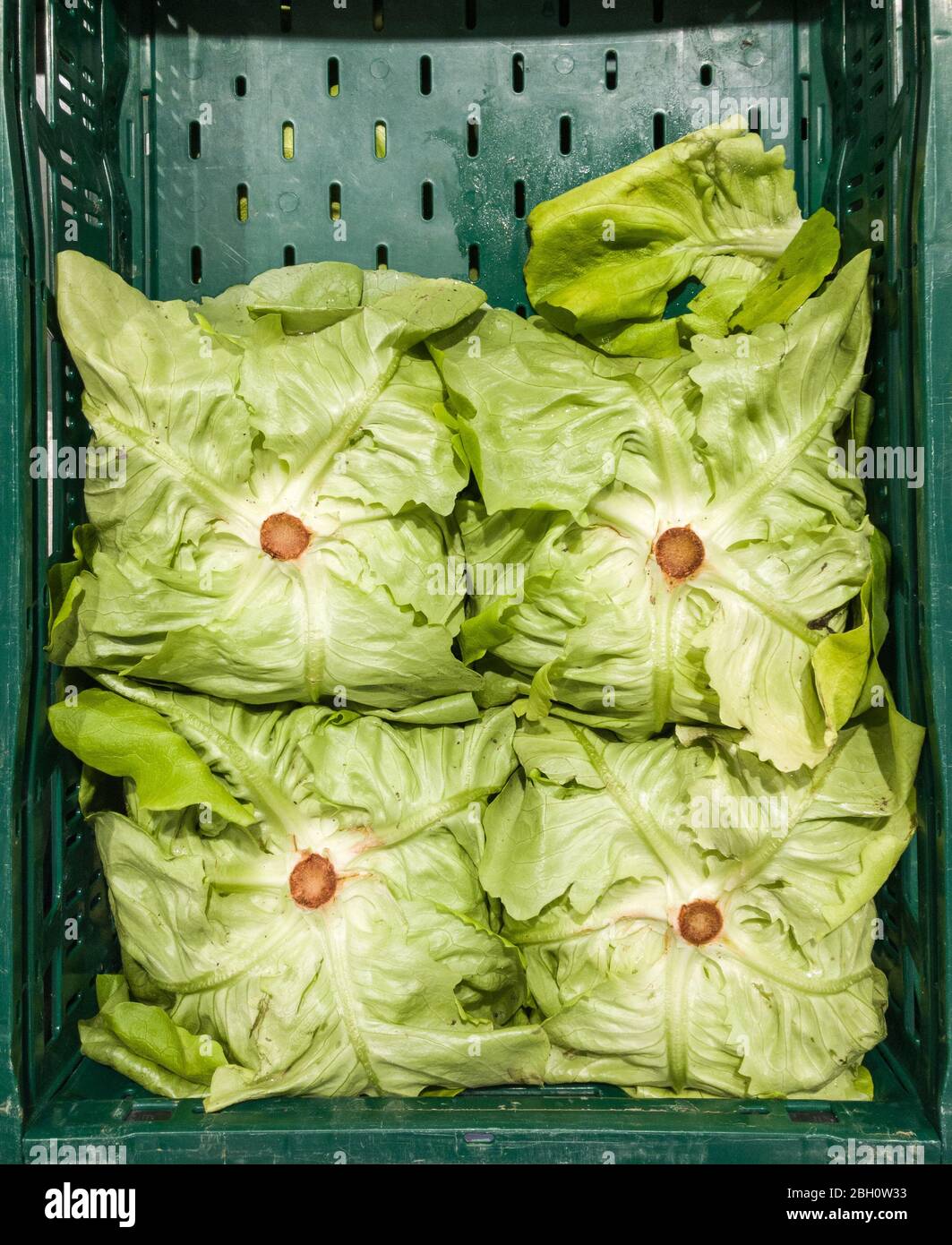 Green cabbage lettuce, Lactuca sativa, for sale on display in a plastic tray in a supermarket in Germany, Western Europe Stock Photo
