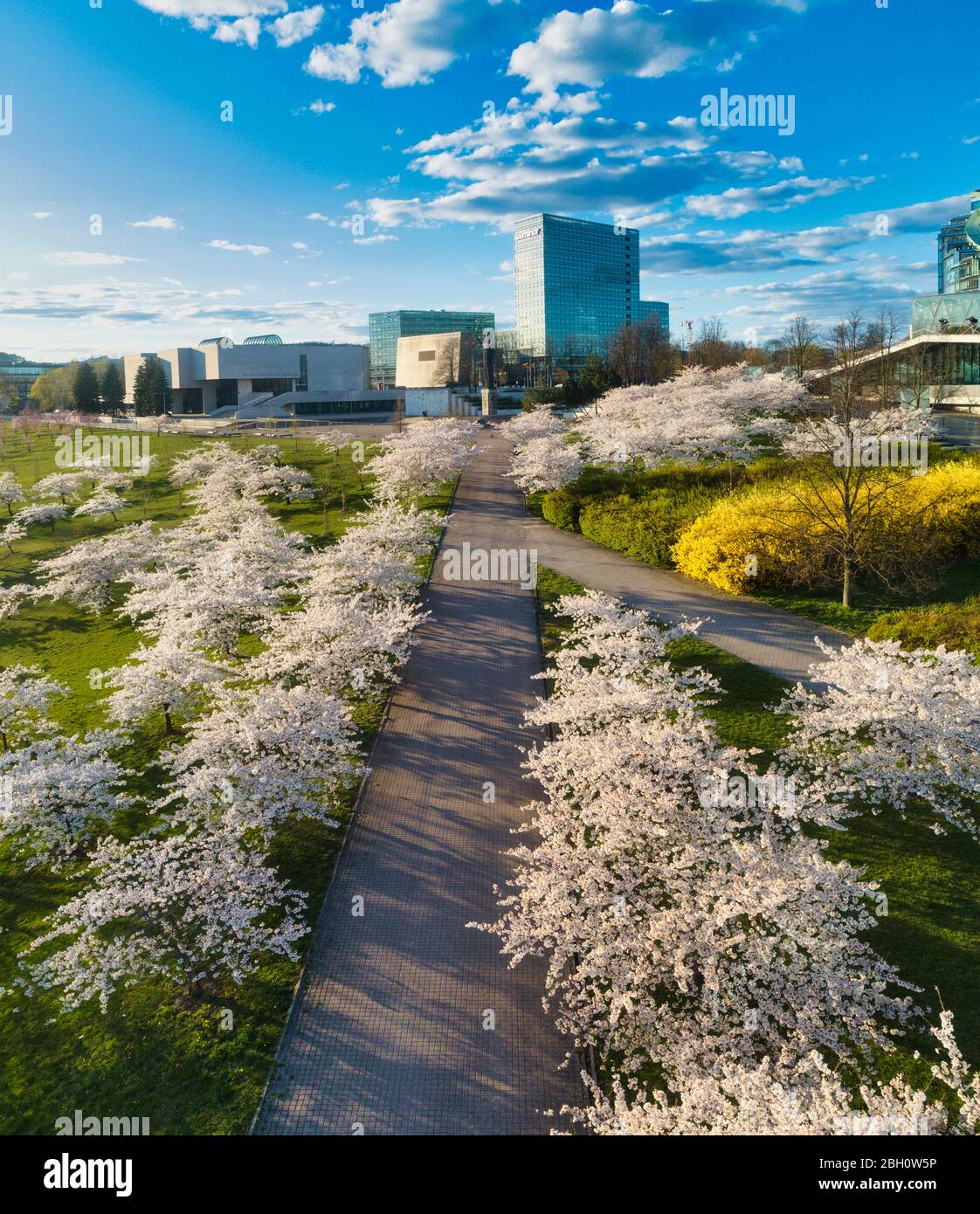 Pink Cherry (Sakura) trees blossoms in the Japanese diplomat Sugihara named public park in Vilnius Lithuania Stock Photo