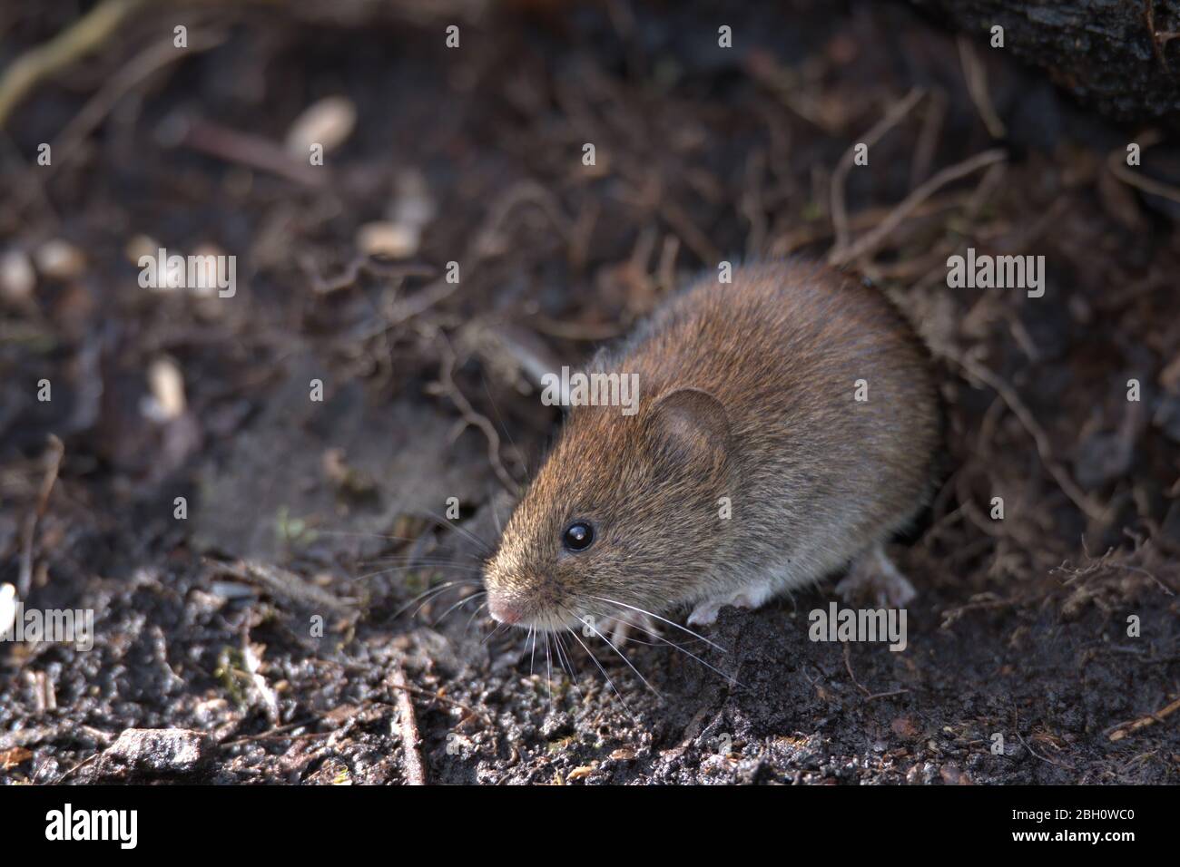 Field vole , Microtus agrestis looking for food on the woodland floor. Stock Photo