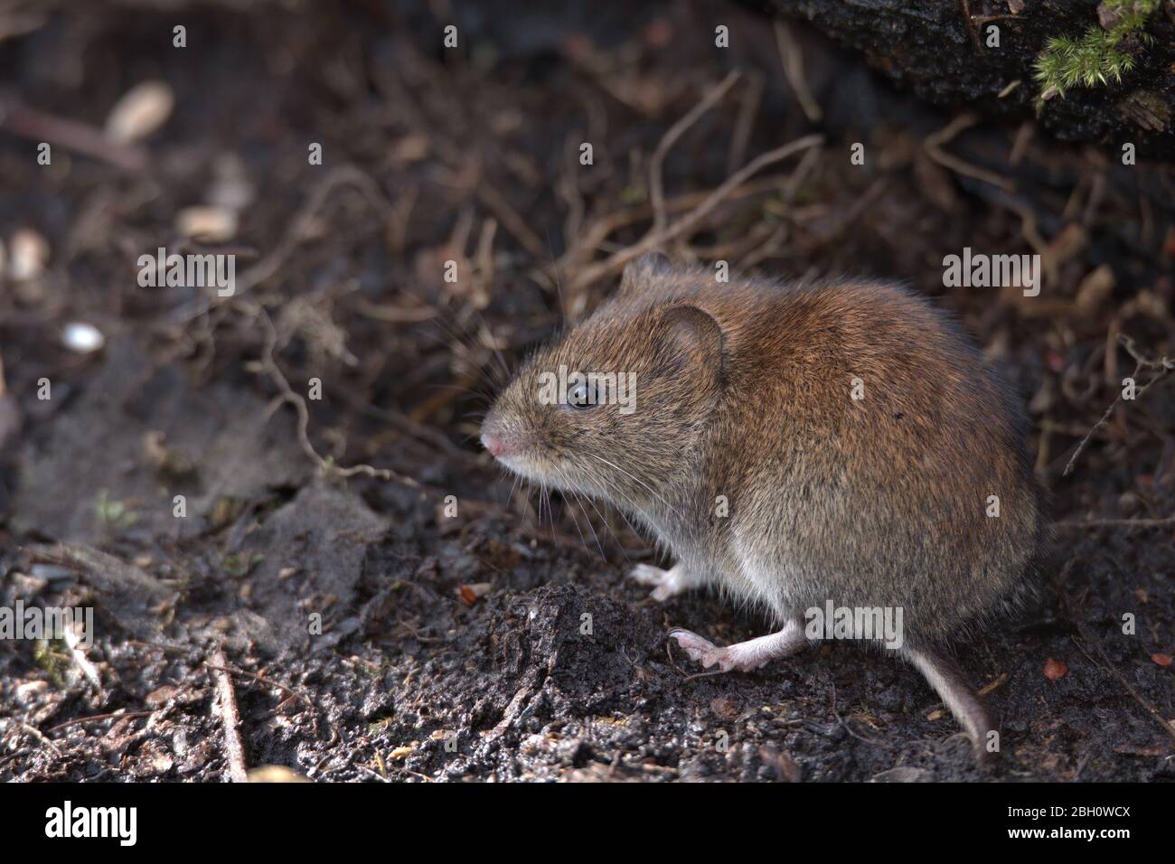 Field vole , Microtus agrestis looking for food on the woodland floor. Stock Photo