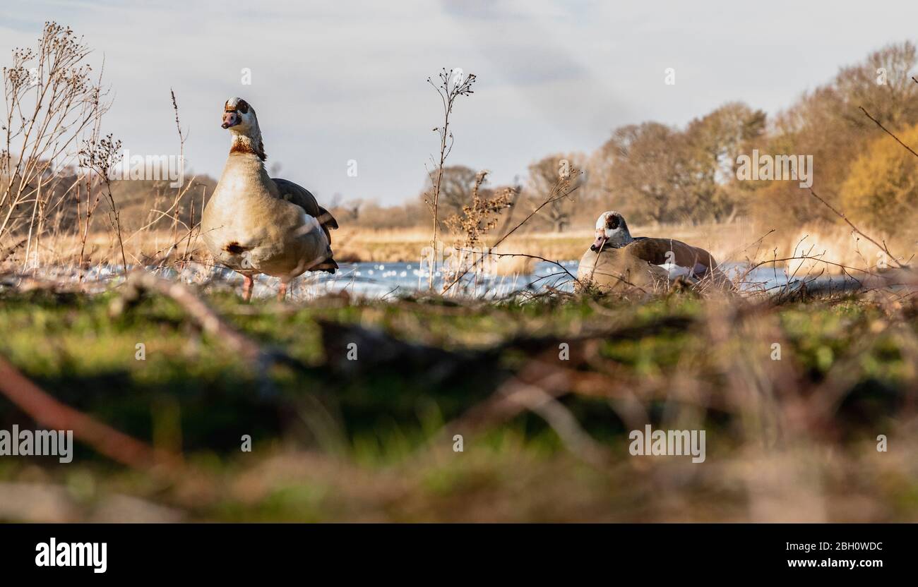 Egyptian Goose from low point of view Stock Photo