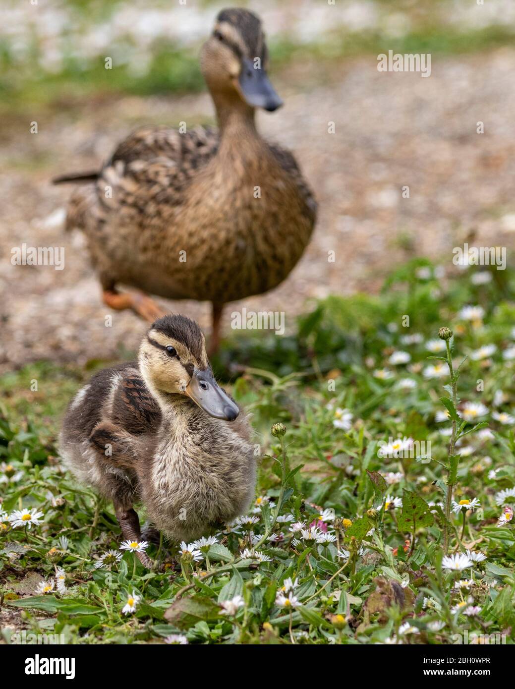 young baby duck Stock Photo Alamy