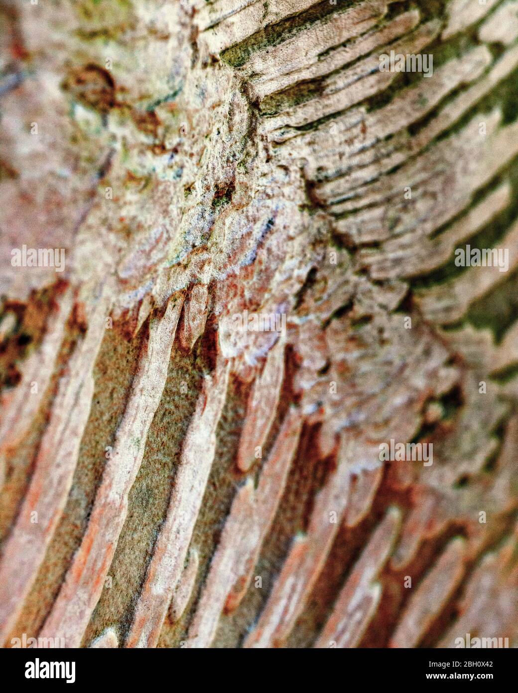 close detail of tree dark Stock Photo