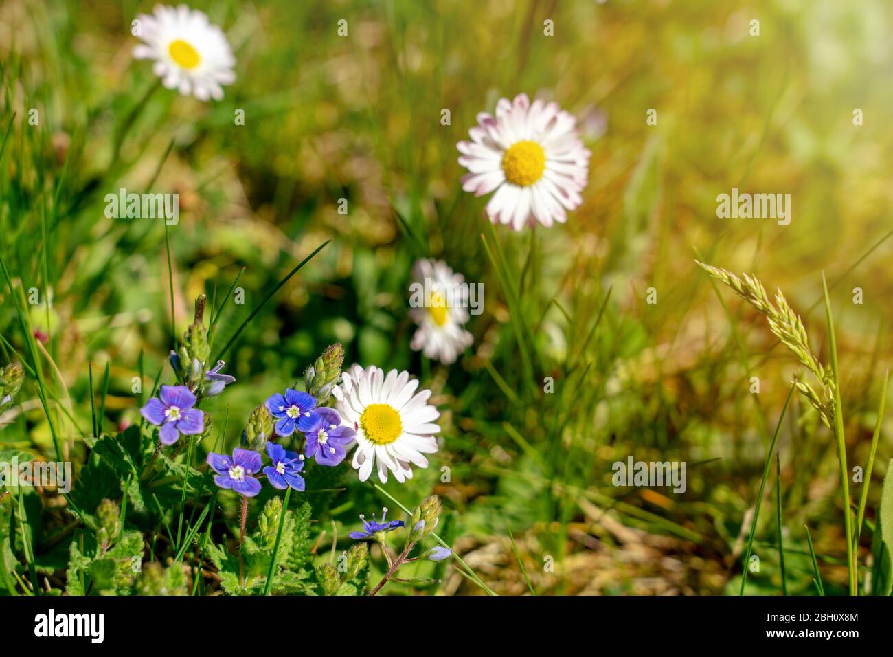 pretty little wild flowers daisy forget me not in the grass Stock Photo
