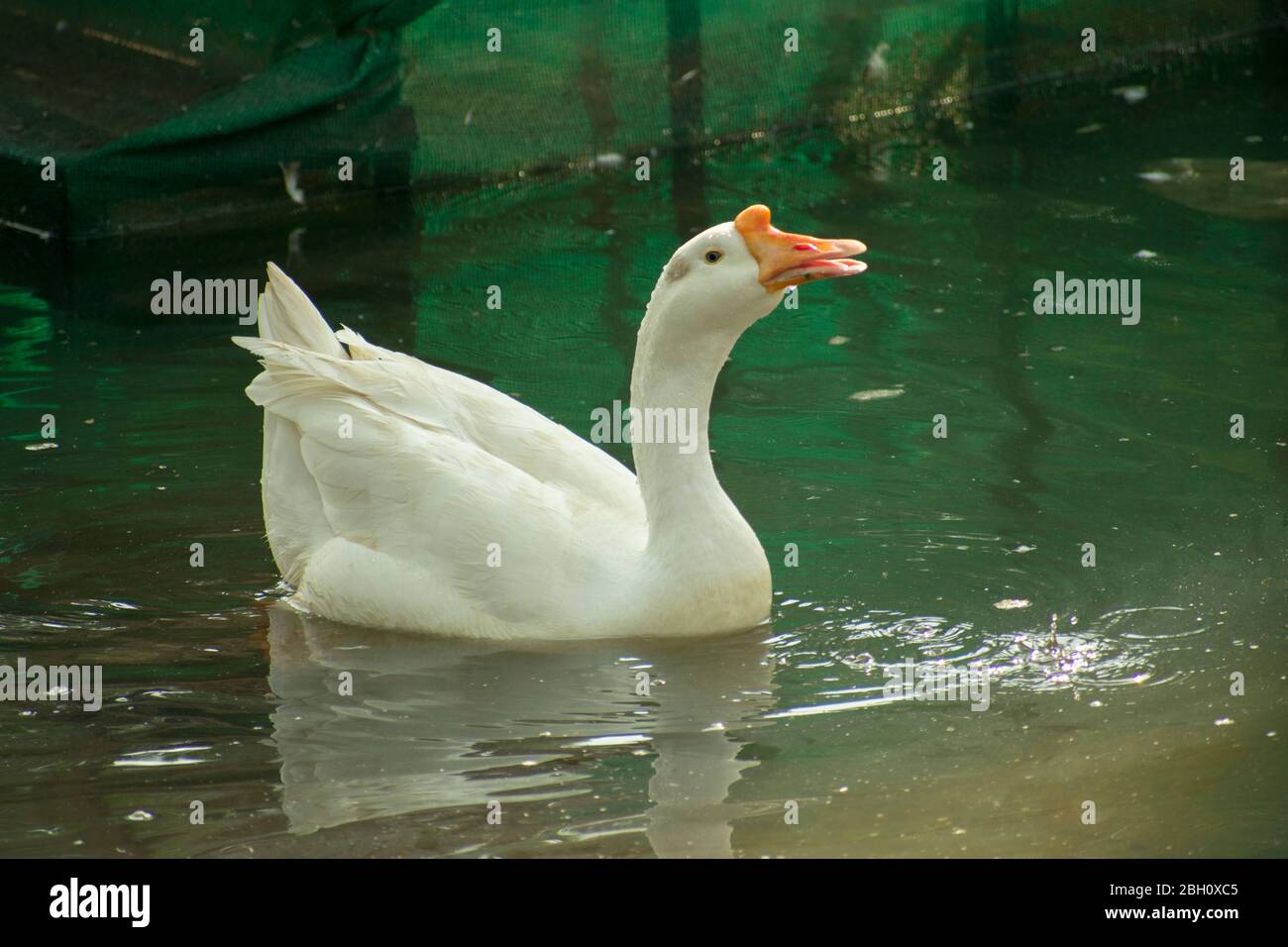 White Domestic Duck in Lake Pond Water Stock Photo