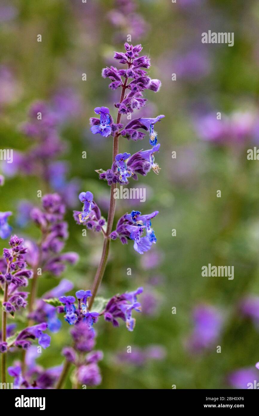 purple flower with blurred background Stock Photo - Alamy