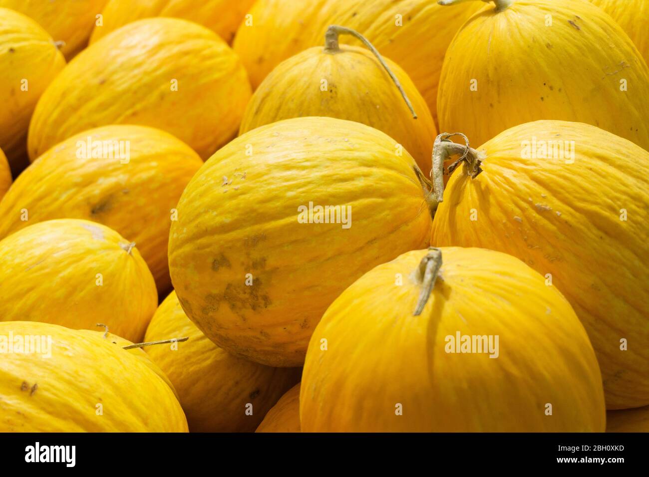 Collection of fresh yellow melons Stock Photo