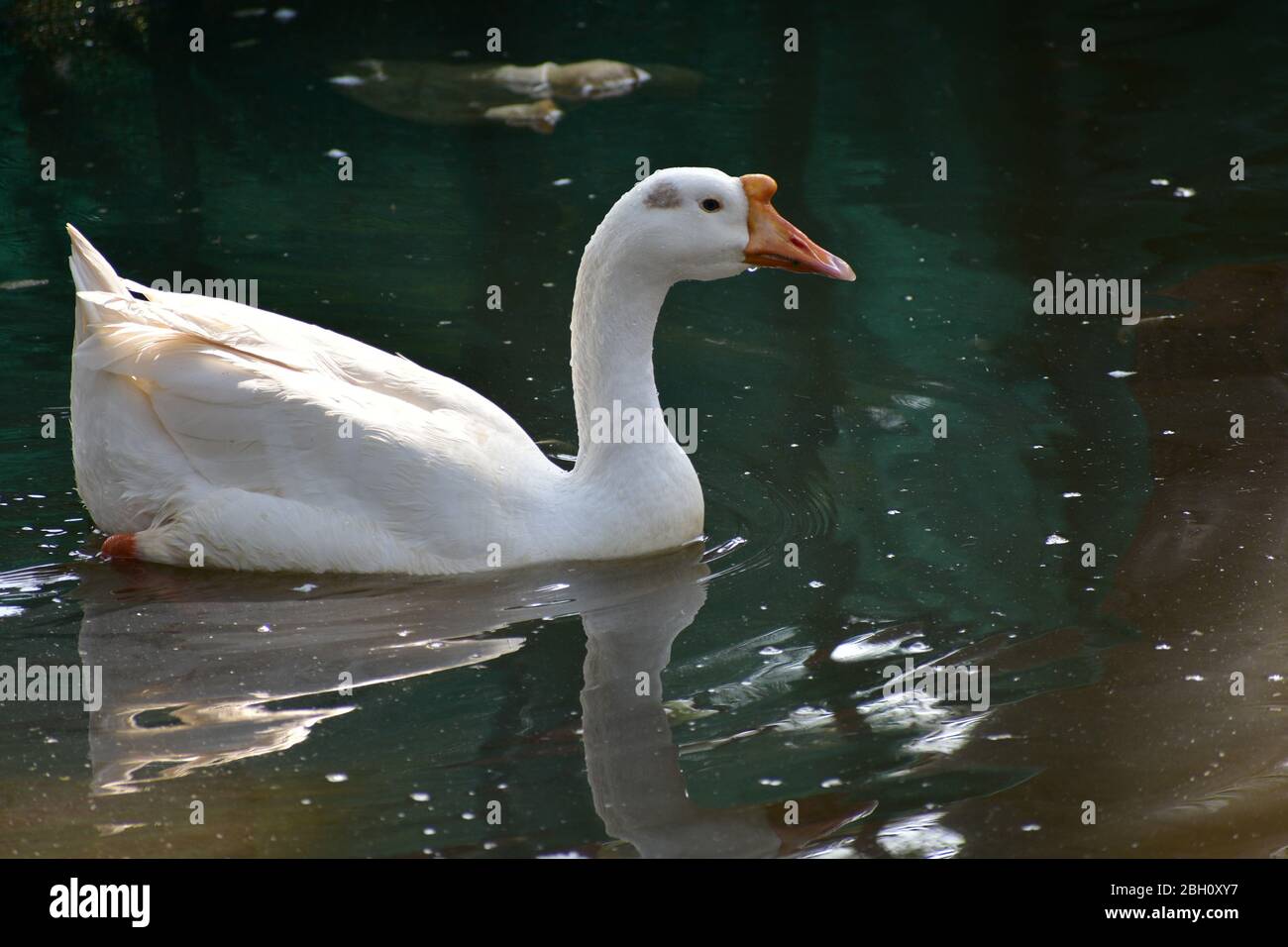 White Domestic Duck in Lake Pond Water Stock Photo
