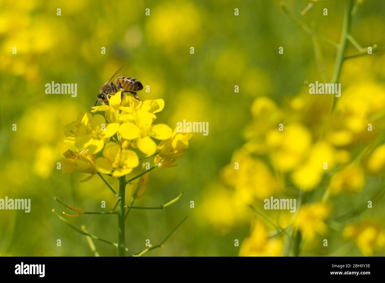Close up shot of the bee collecting the nectar and pollen from the broccoli plant on a day in the spring season. Honeybee is an insect that works hard Stock Photo