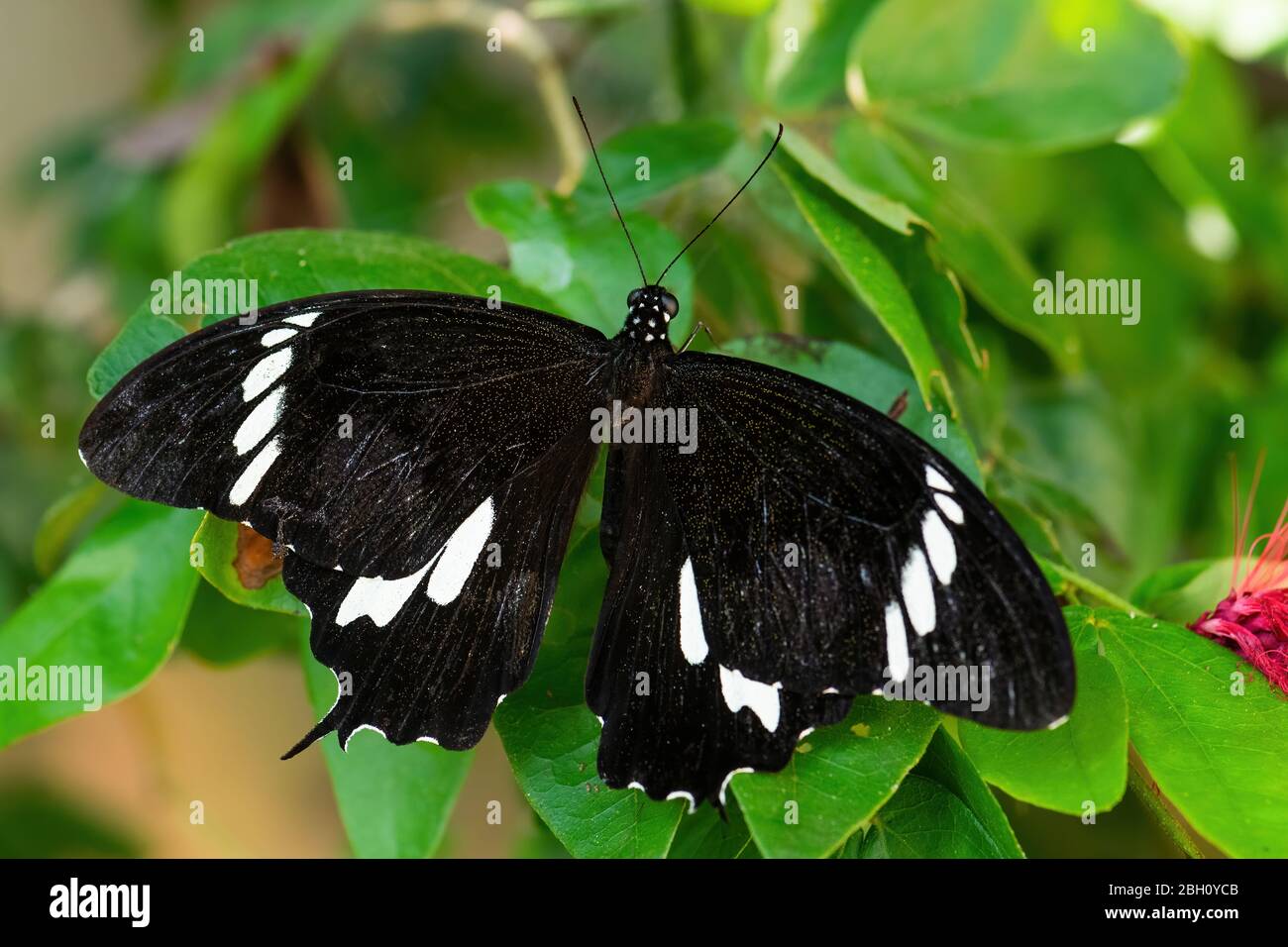 Black and White Helen Papilio nephelus, beautiful large black