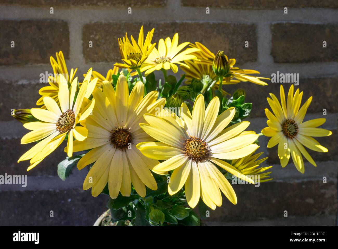 Fresh bunch of yellow or lemon colored African daisy flowers (Osteospermum) Stock Photo