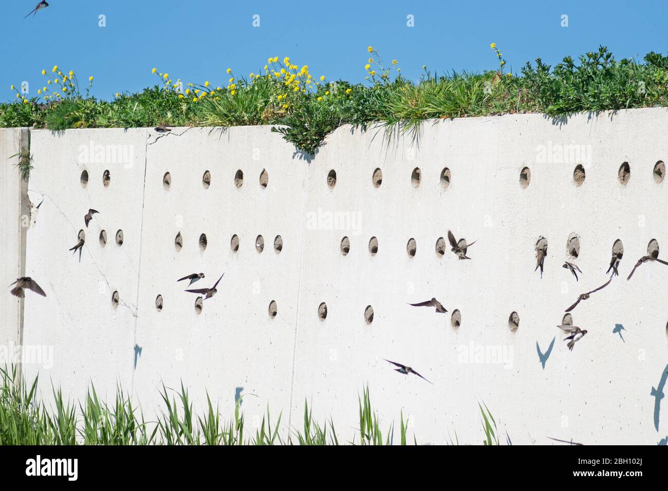 Artificial wall with holes for barn swallow nests. Barn swallows are swirling around the place. Stock Photo