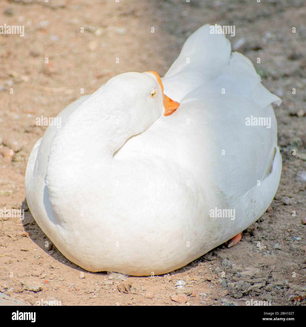 White duck goose hires stock photography and images Alamy