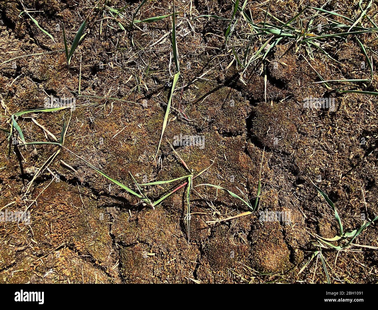 19 April 2020, Brandenburg, Münchehofe: Due to lack of rain, the soil on a field near Münchehofe (Brandenburg) has broken up. If the weather conditions of the first half of April continue, this April could go down in the statistics as one of the particularly dry ones. Photo: Paul Zinken/dpa-Zentralbild/ZB Stock Photo