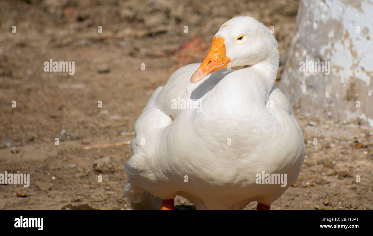 White Duck goose resting Stock Photo Alamy