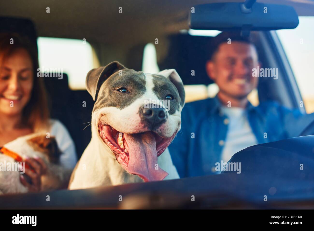 Happy dog as passenger in car Stock Photo Alamy