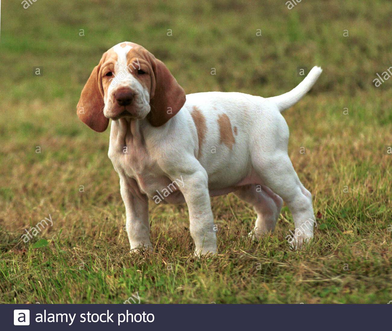 bracco italiano for sale near me