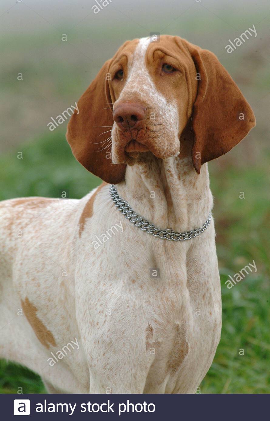 bracco italiano for sale near me
