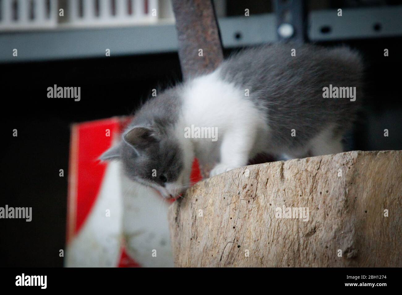 small gray and white country kitten Stock Photo