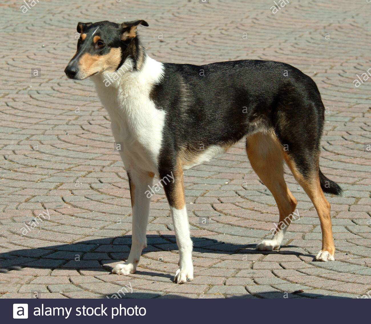 smooth collie