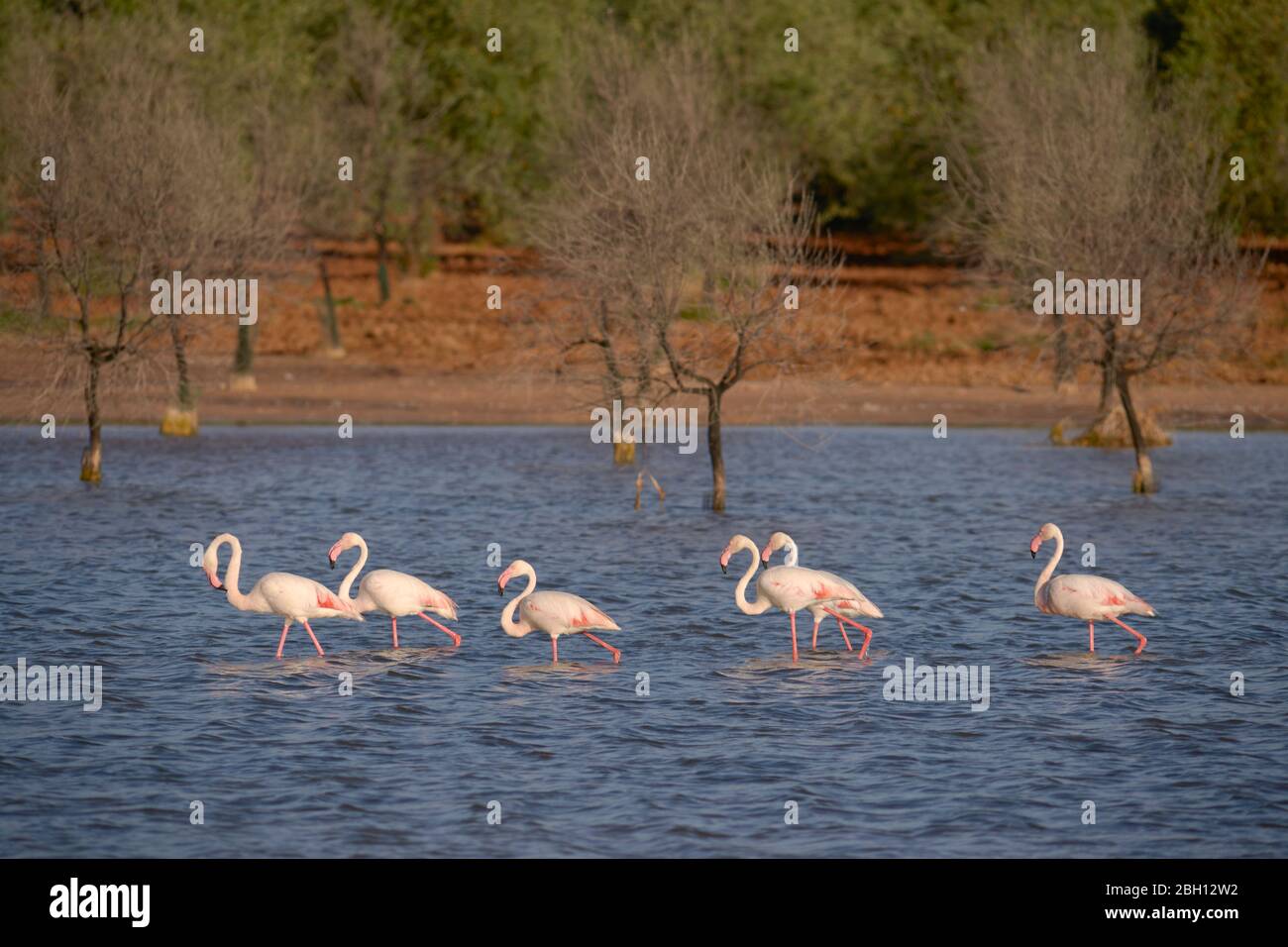Common or pink flamingo group (Phoenicopterus roseus) in the Laguna de Fuente de Piedra, Malaga. Spain Stock Photo