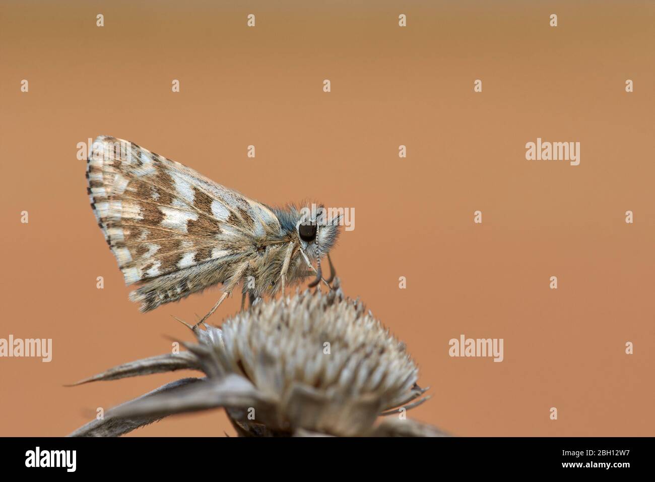 Hoary Captain Butterfly (Pyrgus malvae) on a dried flower Stock Photo
