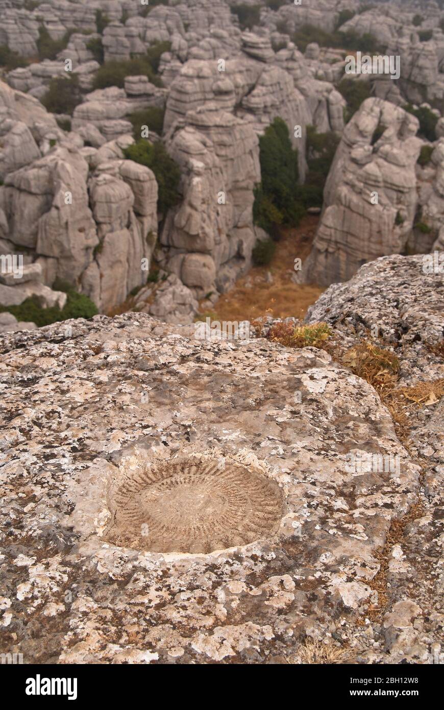 ammonites in the Torcal de Antequera, Malaga. Spain Stock Photo