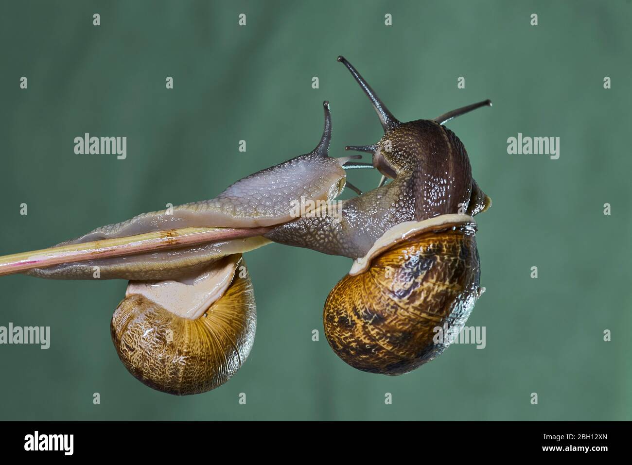 Hermaphrodite species hires stock photography and images Alamy