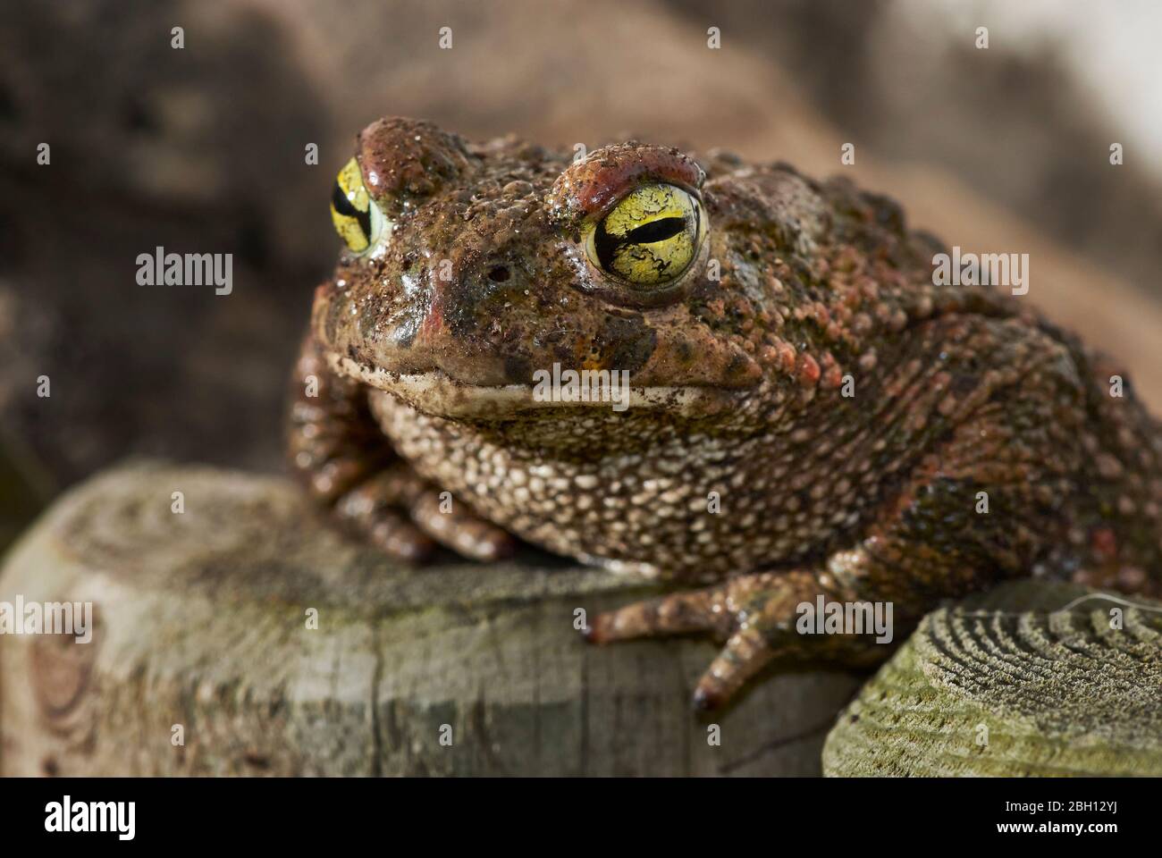 toad waiting to hunt in the garden Stock Photo