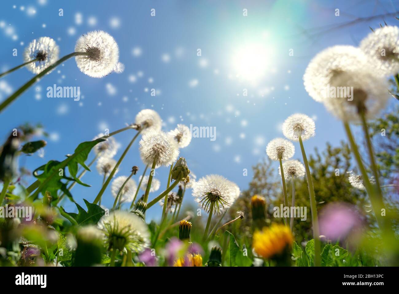 magical fluffy dandelions reaching to the sky on a beautiful wild flower meadow Stock Photo