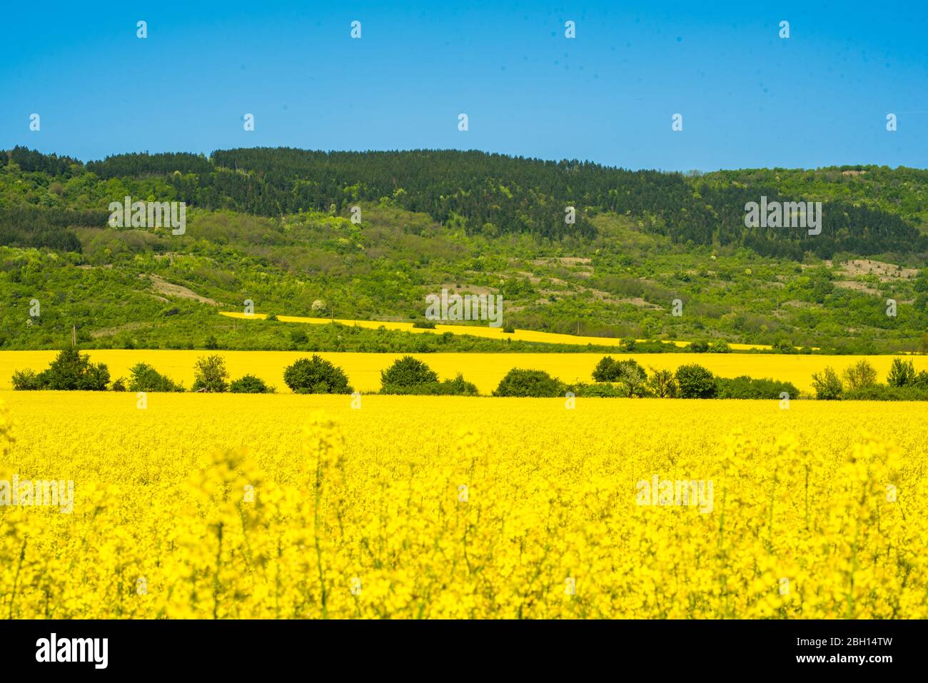 Pink and yellow tulip garden. Spring flowers background Stock Photo - Alamy