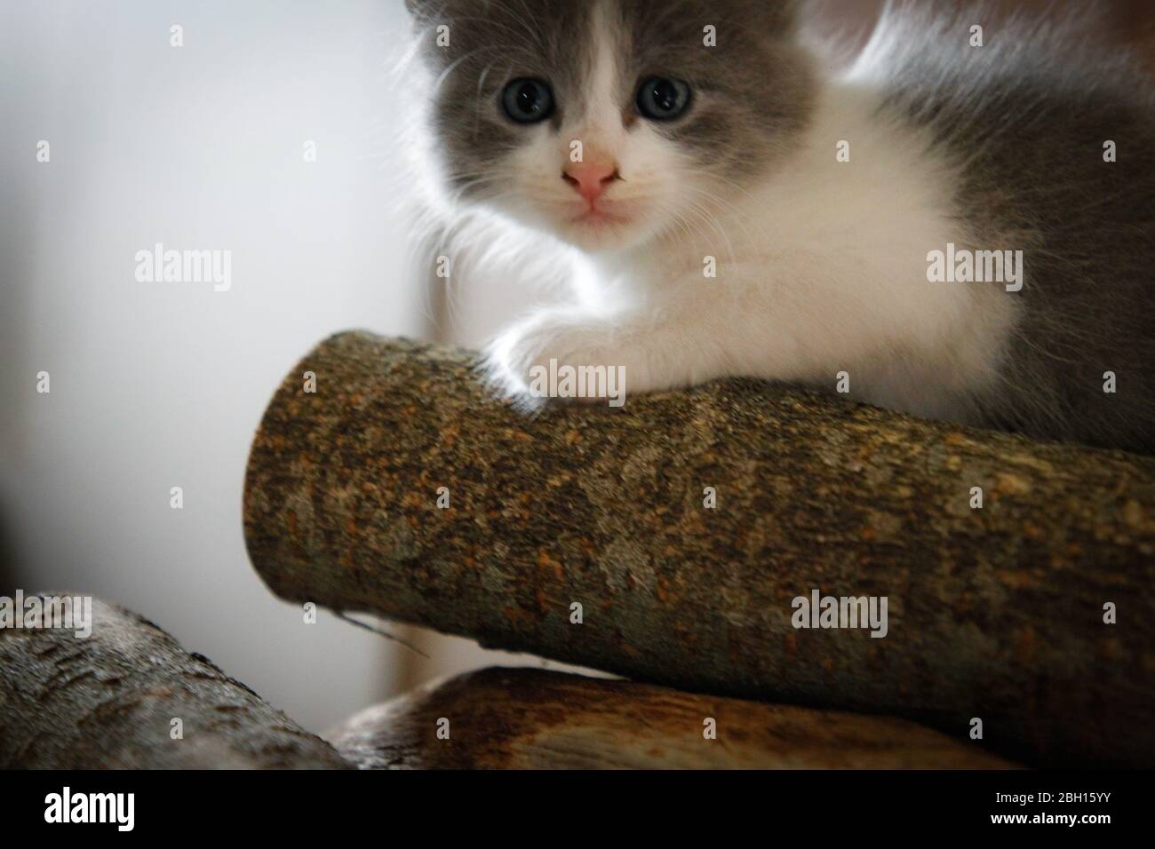 curious white and gray cat playing Stock Photo