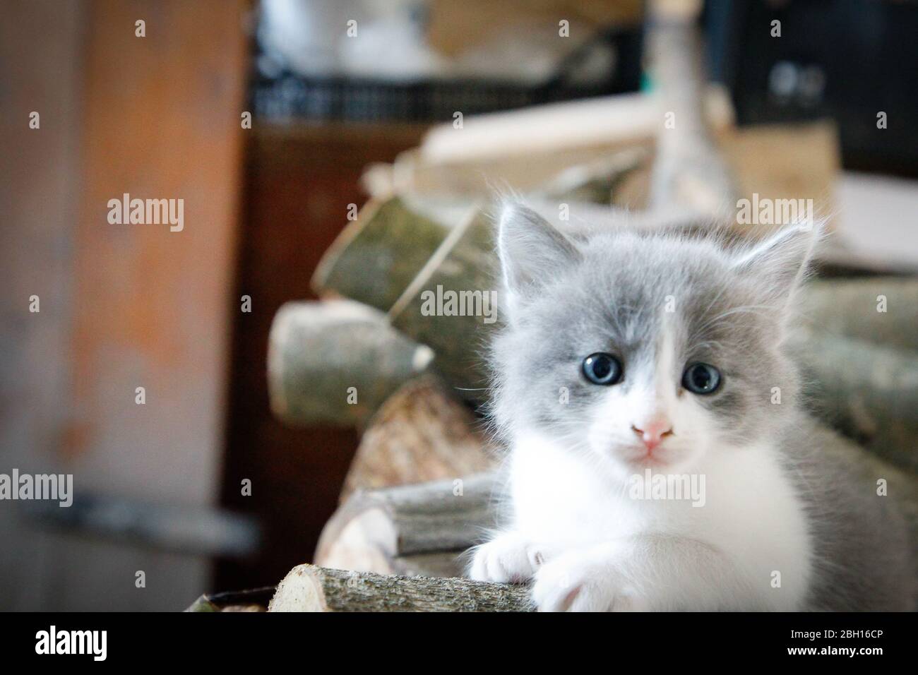 curious white and gray cat playing Stock Photo
