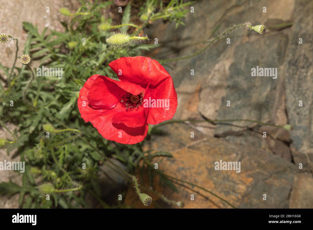 Single red poppy flower head in full bloom. Stock Image. Stock Photo