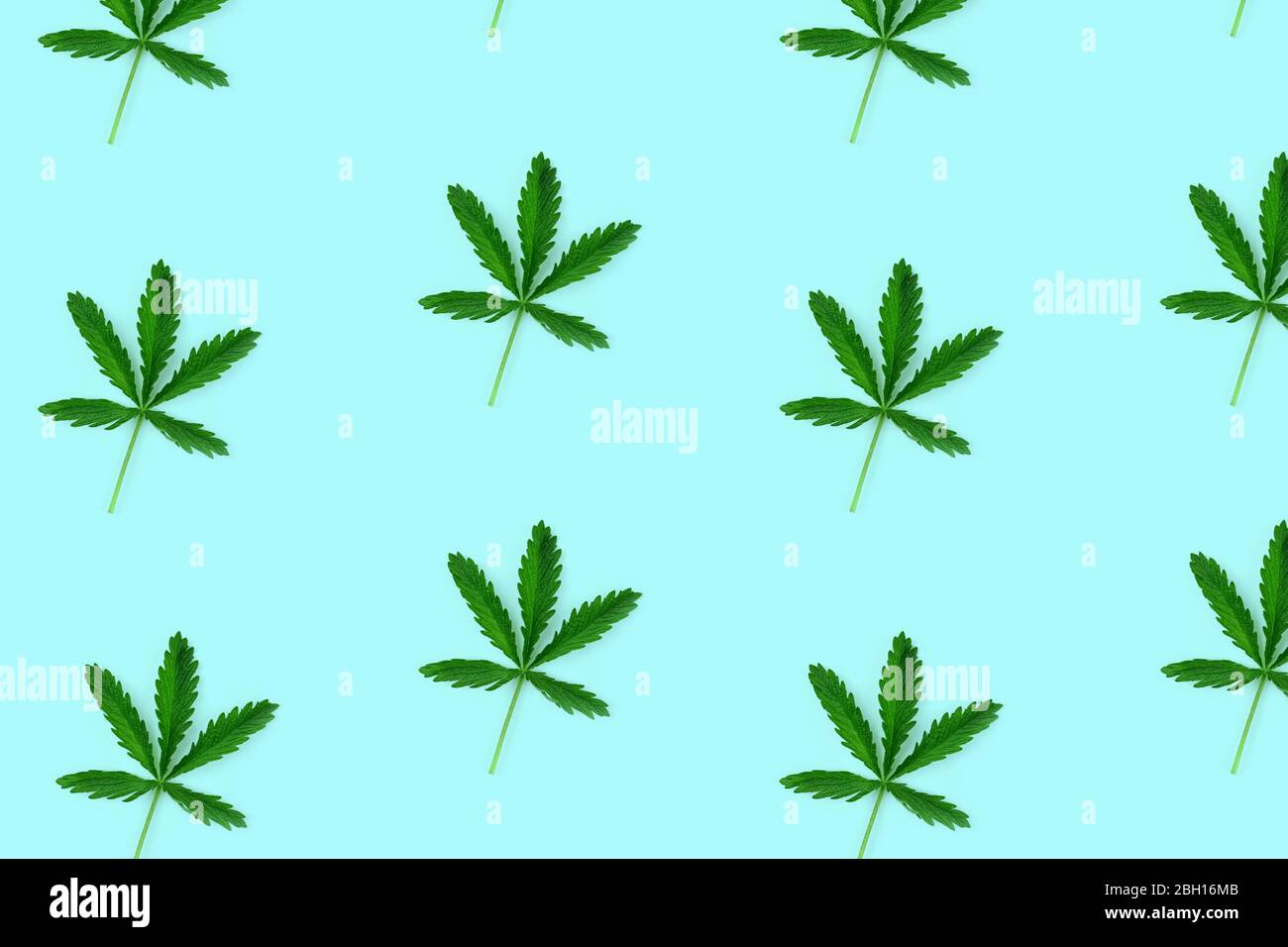 Pattern made from hemp leaf isolated on blue background. Flat lay style. Stock Photo