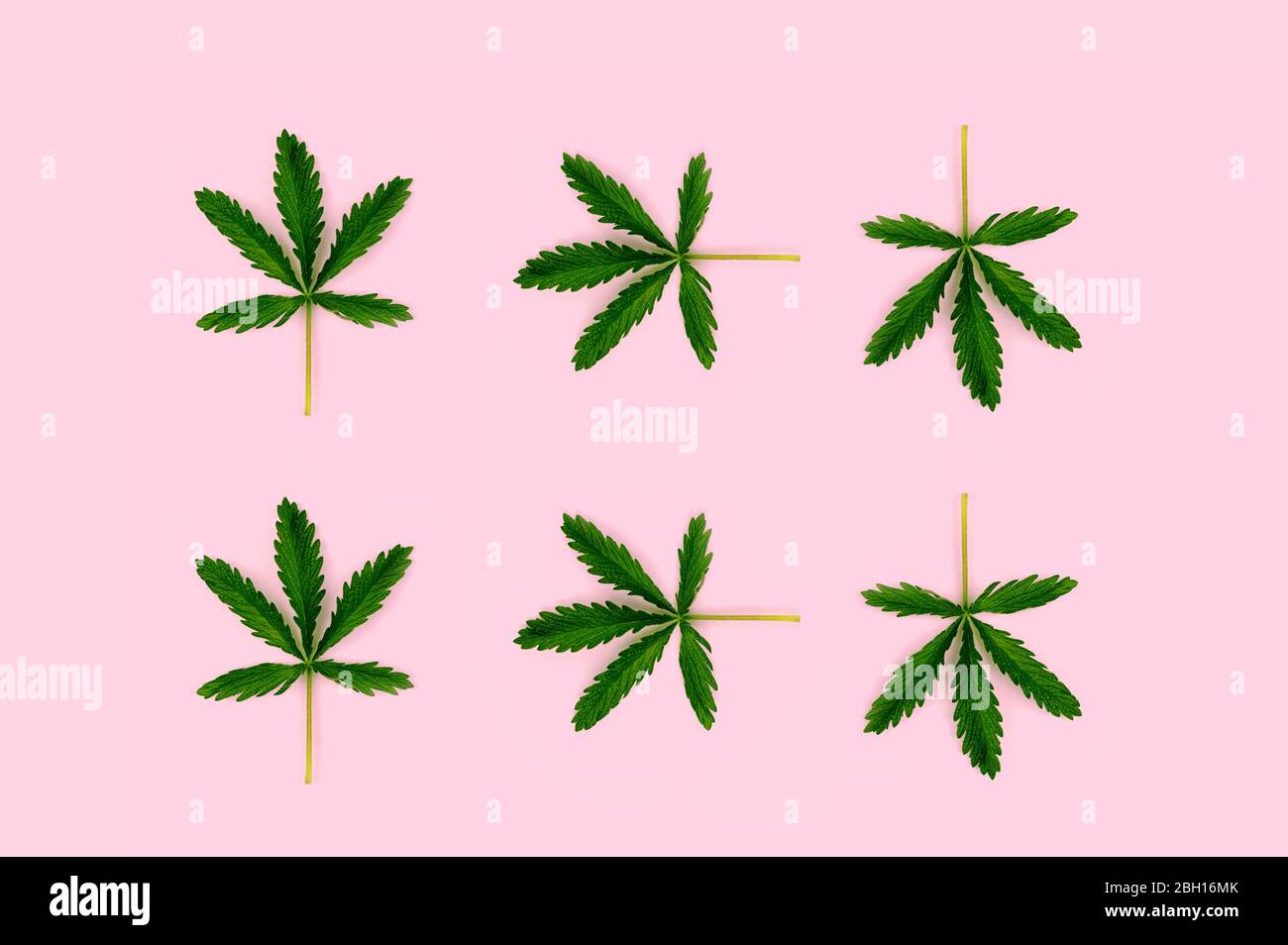 Pattern made from hemp leaf isolated on pink background. Flat lay style. Stock Photo