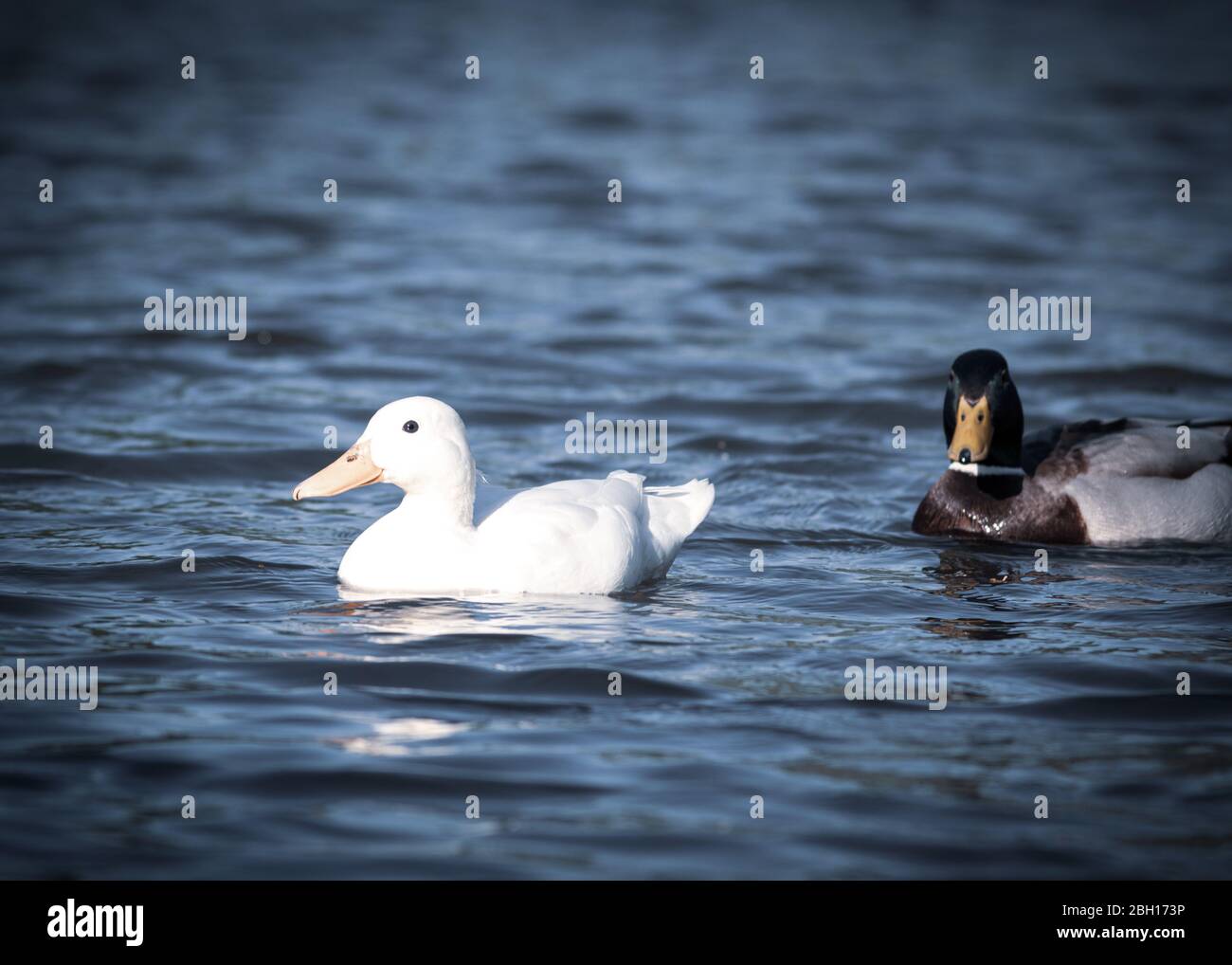 a pair of mallard albino whilte duck in a pond water Stock Photo