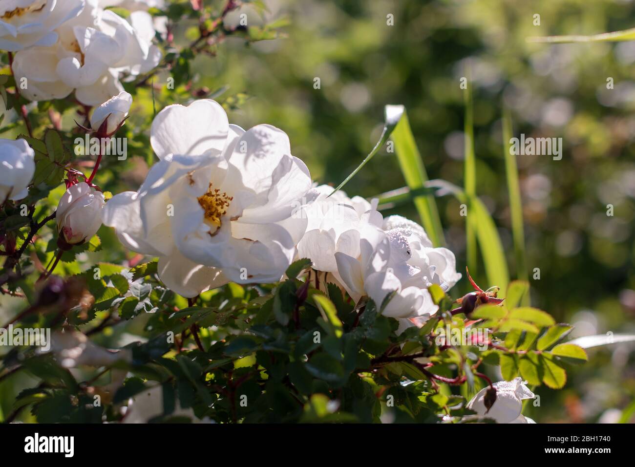 Flowers Of Dog Rose Rosehip Growing In Nature White Wild Rose Blooming In Natural Environment In Spring Sunny Summer Day Beautiful Blooming Roses Stock Photo Alamy